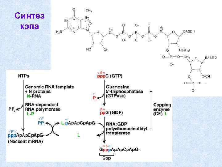 Синтез кэпа 