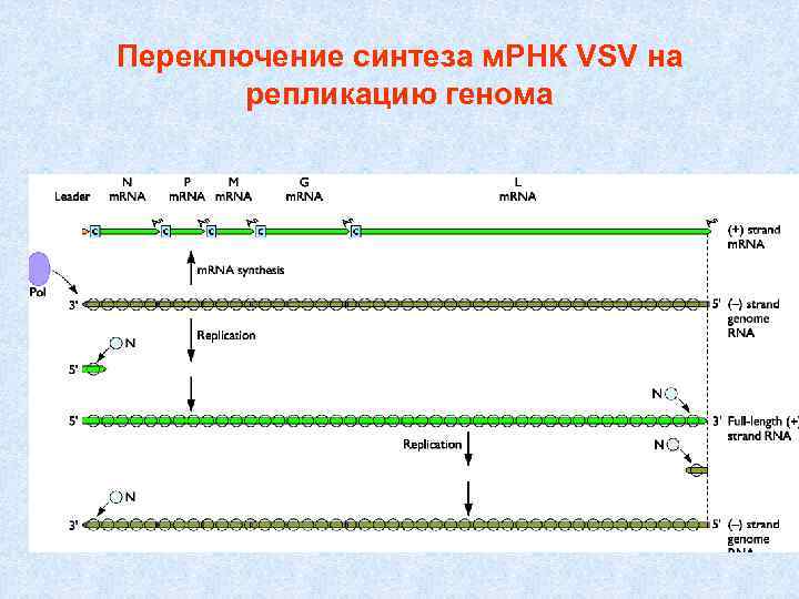 Переключение синтеза м. РНК VSV на репликацию генома 