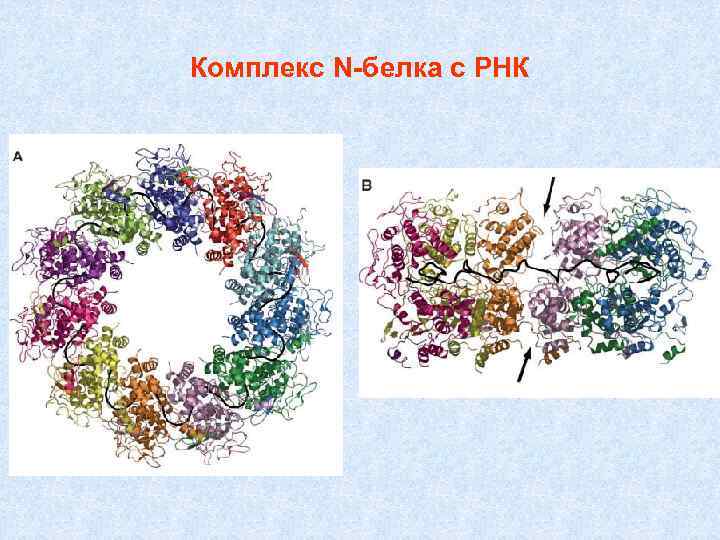 Комплекс N-белка с РНК 