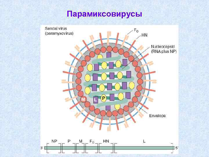 Схема строения парамиксовируса