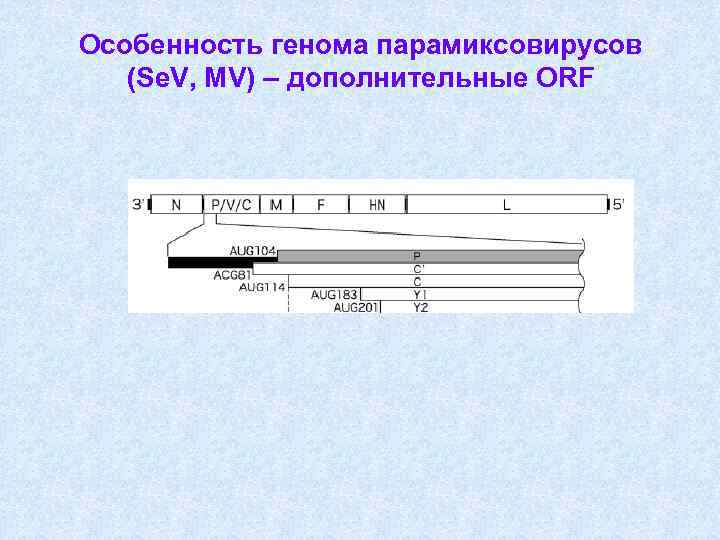 Особенность генома парамиксовирусов (Se. V, MV) – дополнительные ORF 
