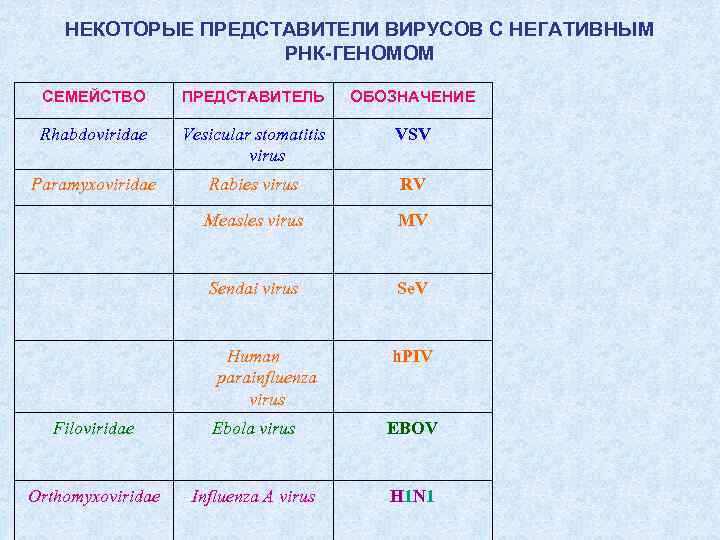 НЕКОТОРЫЕ ПРЕДСТАВИТЕЛИ ВИРУСОВ С НЕГАТИВНЫМ РНК-ГЕНОМОМ СЕМЕЙСТВО ПРЕДСТАВИТЕЛЬ ОБОЗНАЧЕНИЕ Rhabdoviridae Vesicular stomatitis virus VSV