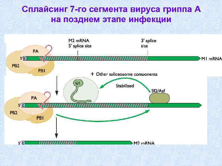 Сплайсинг рнк у эукариот. Сплайсинг ДНК. Схема альтернативного сплайсинга у эукариот. Сплайсинг происходит при участии ферментов. Сплайсинг это процесс.