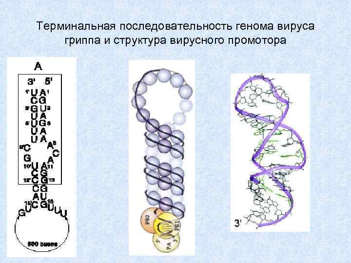 Рнк геномные вирусы. Структура вирусного генома. Виды РНК геномов вирусов. Размер вирусного генома.