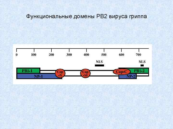 Функциональные домены PB 2 вируса гриппа 