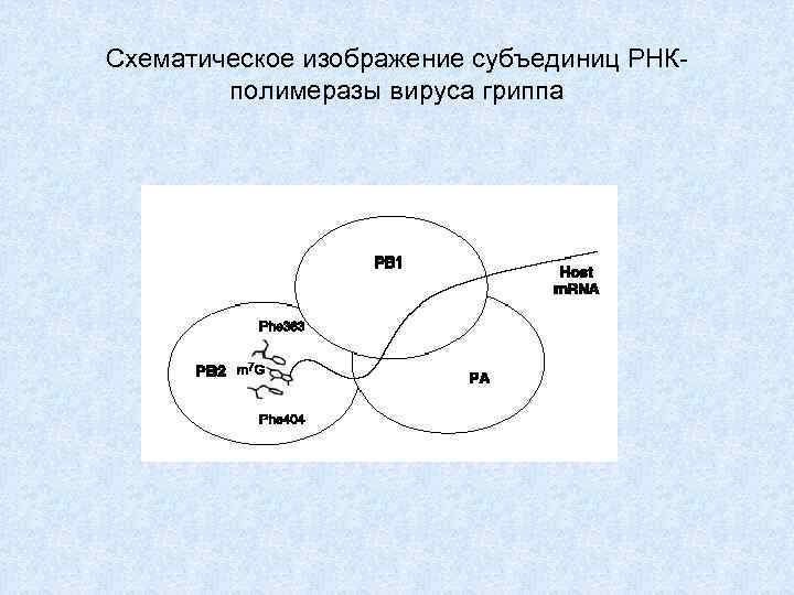 Схематическое изображение субъединиц РНКполимеразы вируса гриппа 