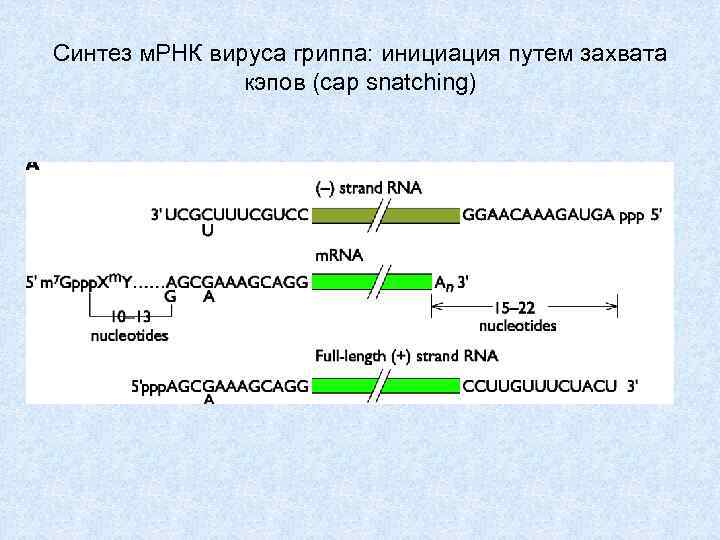 Синтез м. РНК вируса гриппа: инициация путем захвата кэпов (cap snatching) 
