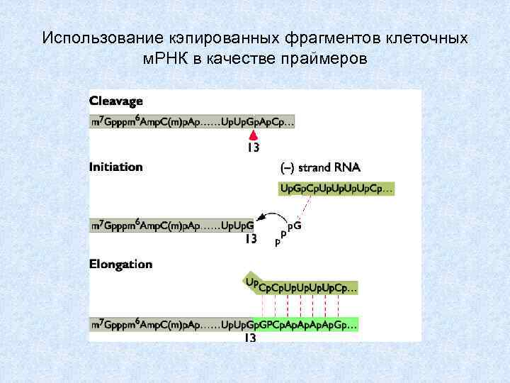 Использование кэпированных фрагментов клеточных м. РНК в качестве праймеров 