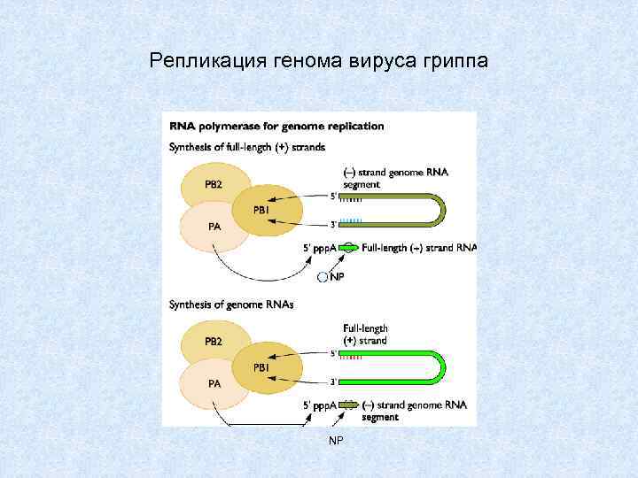 Геном гриппа. Репликация РНК вирусов схема. Цикл репликации вируса гриппа. Репликация ДНК вирусов схема. Репликация вируса схема.