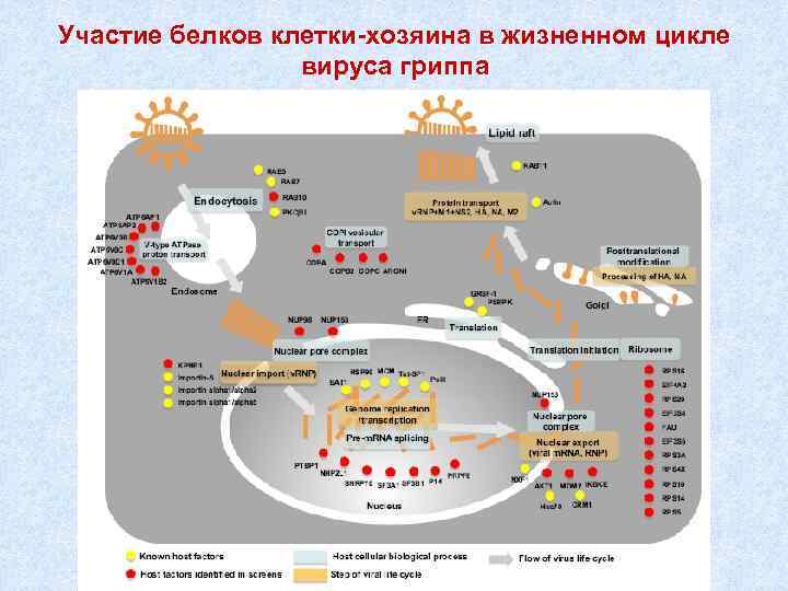 Участие белков клетки-хозяина в жизненном цикле вируса гриппа 