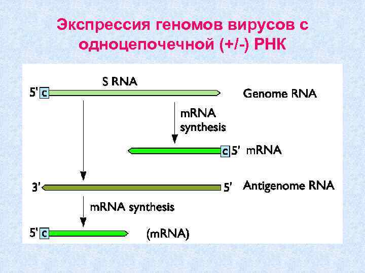 Экспрессия геномов вирусов с одноцепочечной (+/-) РНК 