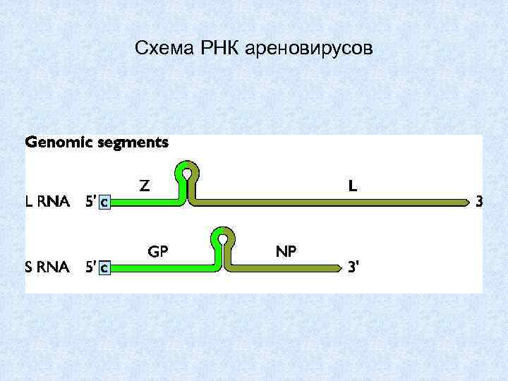 Схема РНК ареновирусов 