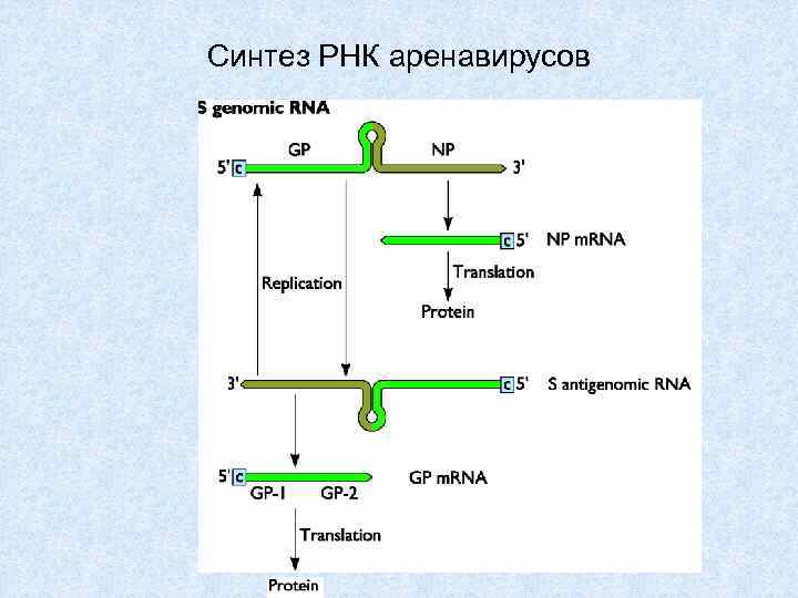 Синтез рибосомальных рнк. Синтез РНК где. Где синтезируется РНК. Отрицательная РНК. Синтез РНК где синтезируется.