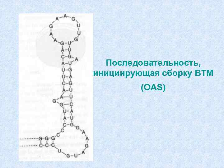 Последовательность, инициирующая сборку ВТМ (OAS) 