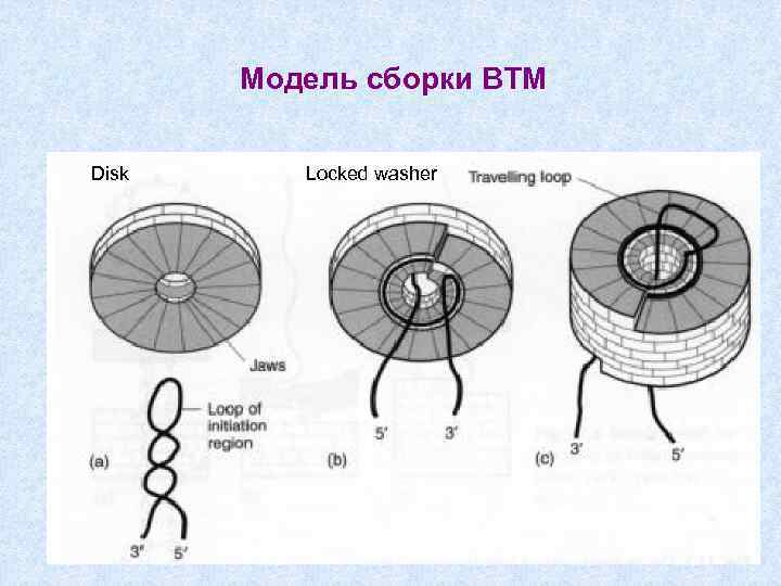 Модель сборки ВТМ Disk Locked washer 