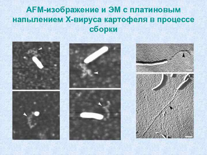 AFM-изображение и ЭМ с платиновым напылением Х-вируса картофеля в процессе сборки 