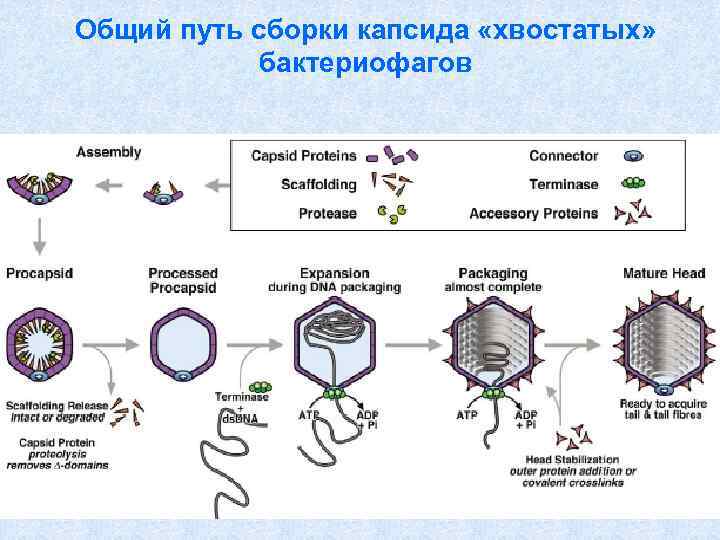 Вирусы имеют днк. Капсид РНК вируса. Классификация вирусов ДНК И РНК. Типы капсид. Размножение вирусов схема.