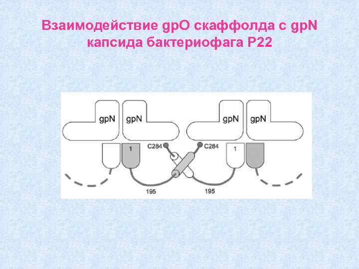 Взаимодействие gp. O скаффолда c gp. N капсида бактериофага Р 22 