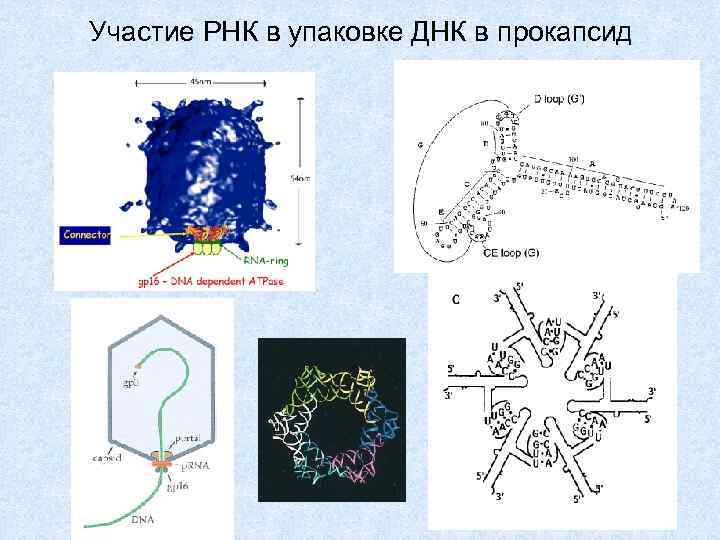 Участие РНК в упаковке ДНК в прокапсид 