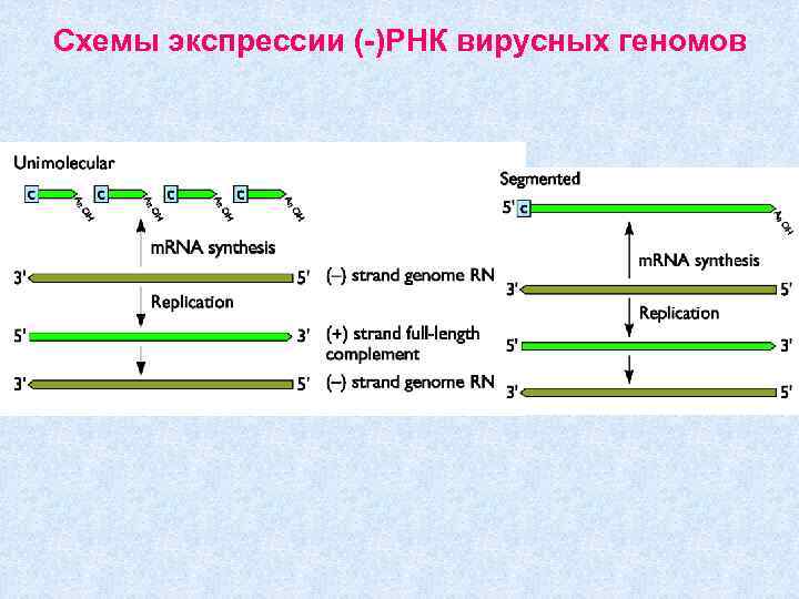 Схемы экспрессии (-)РНК вирусных геномов 