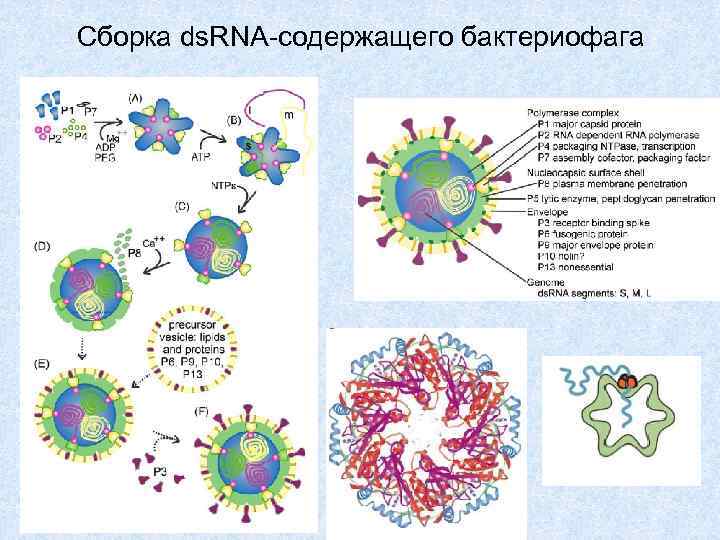Сборка ds. RNA-содержащего бактериофага 