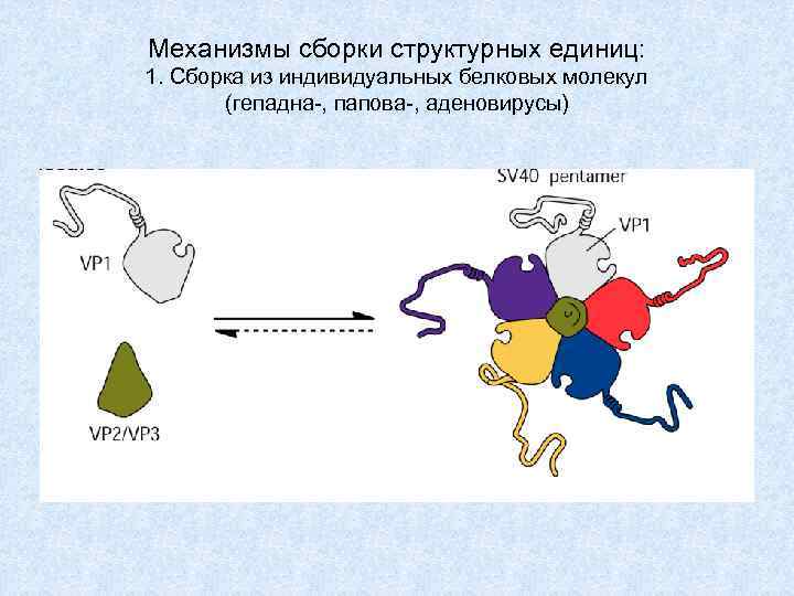 Механизмы сборки структурных единиц: 1. Сборка из индивидуальных белковых молекул (гепадна-, папова-, аденовирусы) 