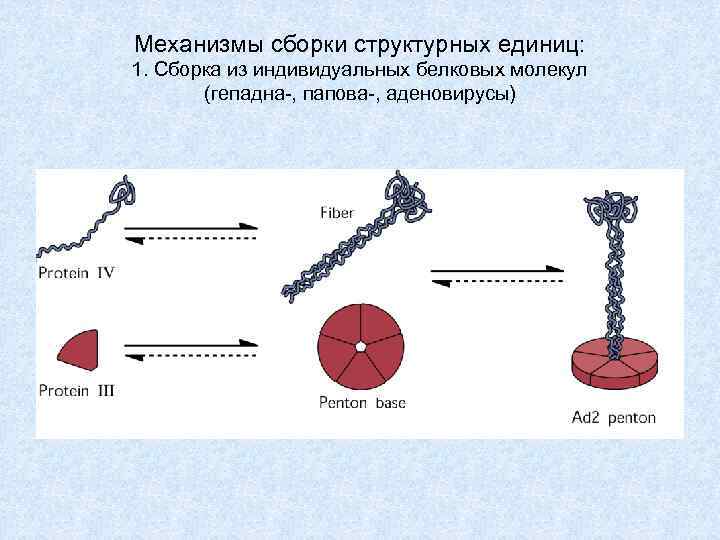 Механизмы сборки структурных единиц: 1. Сборка из индивидуальных белковых молекул (гепадна-, папова-, аденовирусы) 