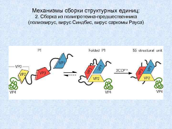 Механизмы сборки структурных единиц: 2. Сборка из полипротеина-предшественника (полиовирус, вирус Синдбис, вирус саркомы Рауса)