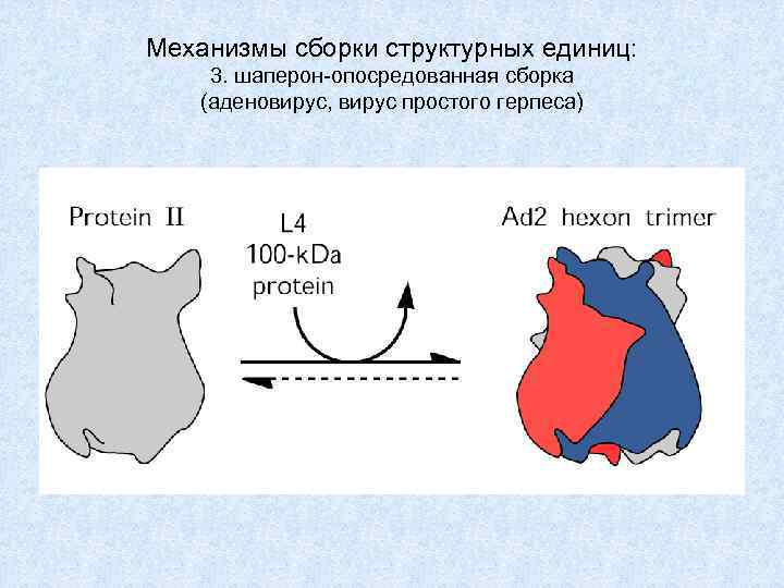Механизмы сборки структурных единиц: 3. шаперон-опосредованная сборка (аденовирус, вирус простого герпеса) 