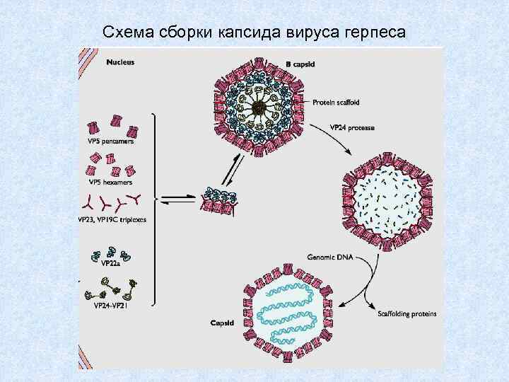 Рнк геномные вирусы