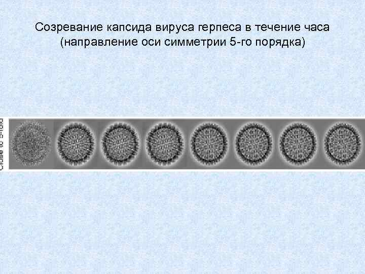 Созревание капсида вируса герпеса в течение часа (направление оси симметрии 5 -го порядка) 