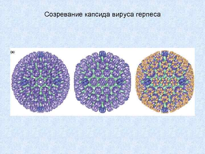 Созревание капсида вируса герпеса 