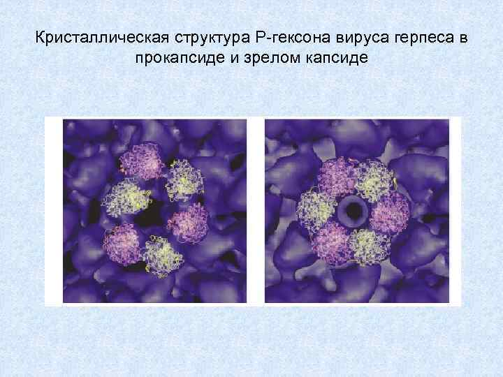 Кристаллическая структура Р-гексона вируса герпеса в прокапсиде и зрелом капсиде 