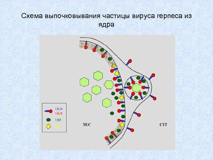 Схема выпочковывания частицы вируса герпеса из ядра 