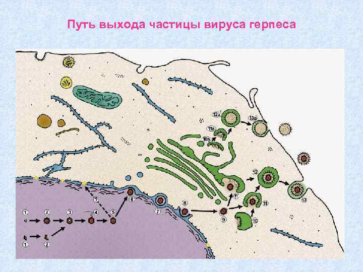 Путь выхода частицы вируса герпеса 