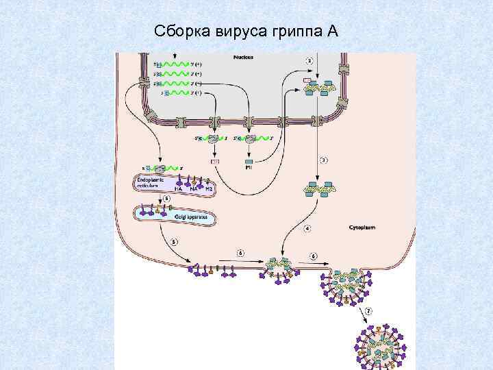 Сборка вируса гриппа А 