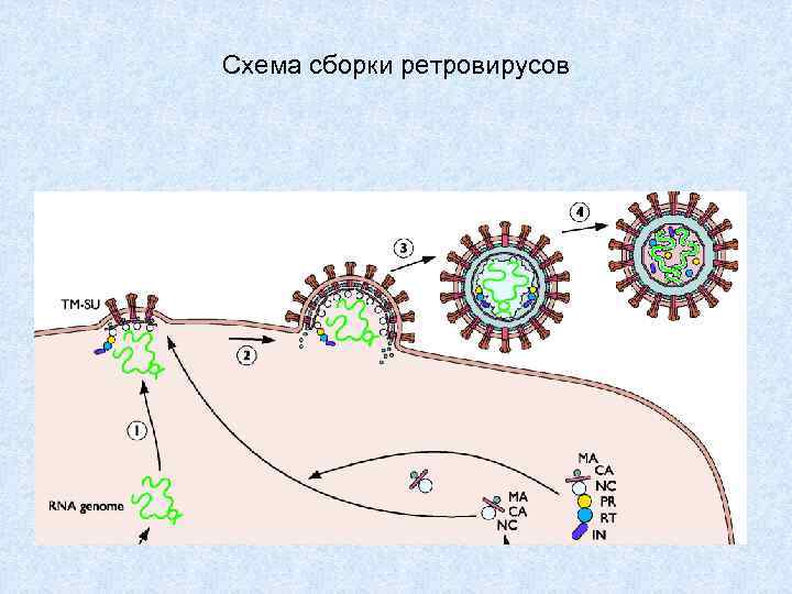 Схема сборки ретровирусов 