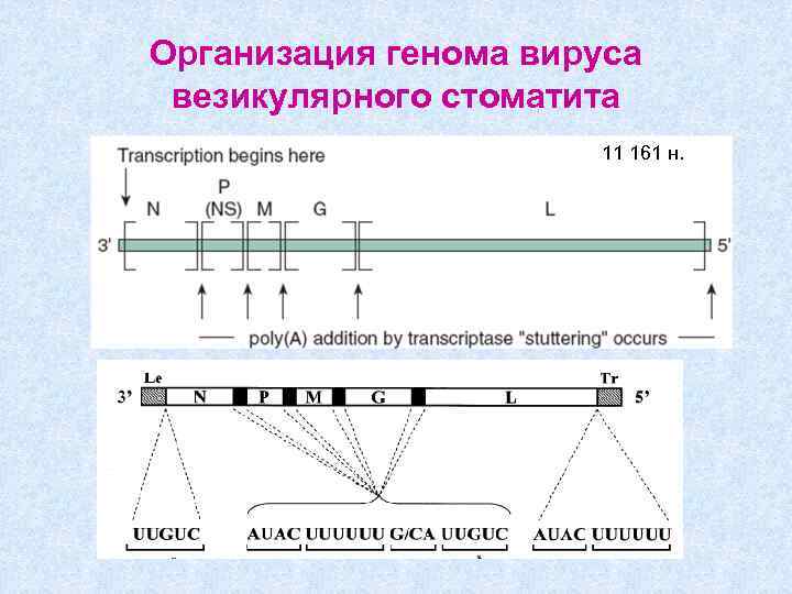 Организация генома вируса везикулярного стоматита 11 161 н. 