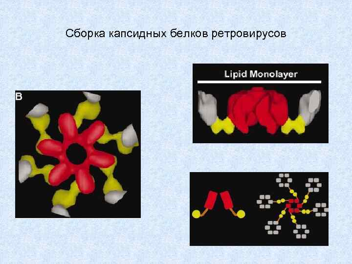 Сборка капсидных белков ретровирусов 