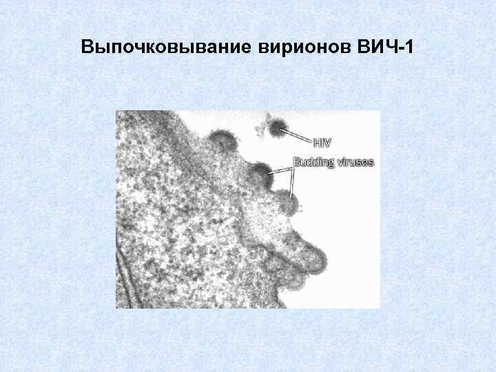 Выпочковывание вирионов ВИЧ-1 