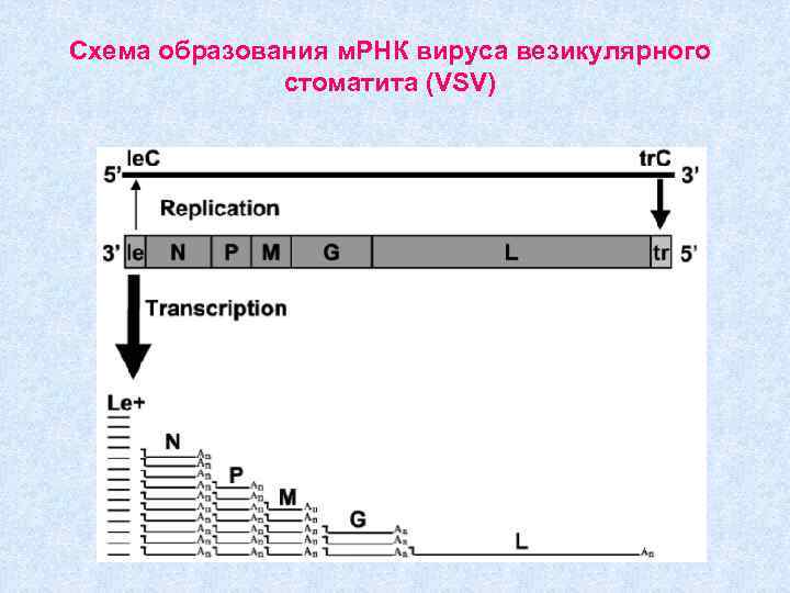 Схема образования м. РНК вируса везикулярного стоматита (VSV) 