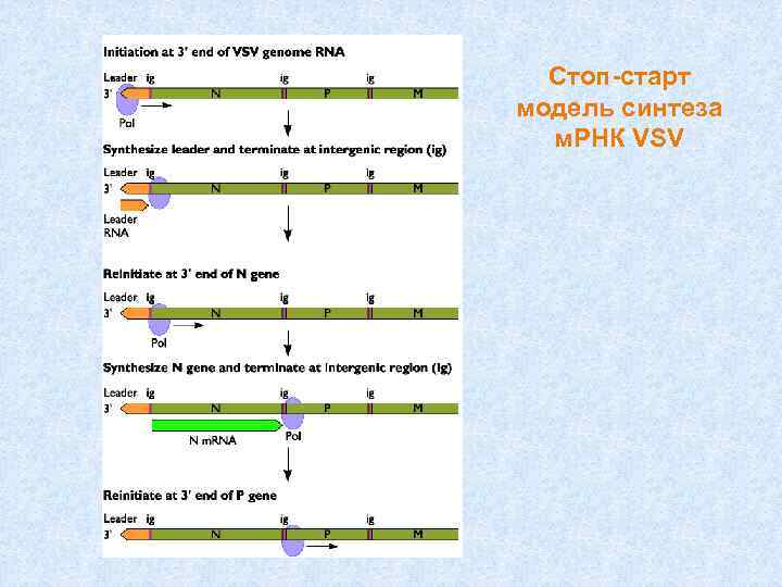 Стоп-старт модель синтеза м. РНК VSV 