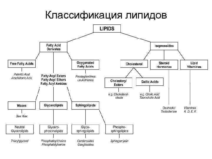 Проанализируйте таблицу классификация липидов. Структурная классификация липидов. Классификация липидов жирные кислоты. Классификация липидов простые и сложные. Липиды простые и сложные схема.