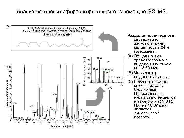 Анализ метиловых эфиров жирных кислот с помощью GC–MS. Разделение липидного экстракта из жировой ткани