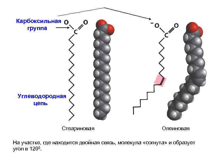  Карбоксильная группа Углеводородная цепь Стеариновая Олеиновая На участке, где находится двойная связь, молекула