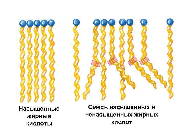  Насыщенные жирные кислоты Смесь насыщенных и ненасыщенных жирных кислот 