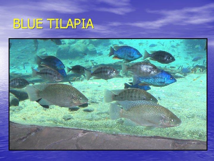 BLUE TILAPIA 