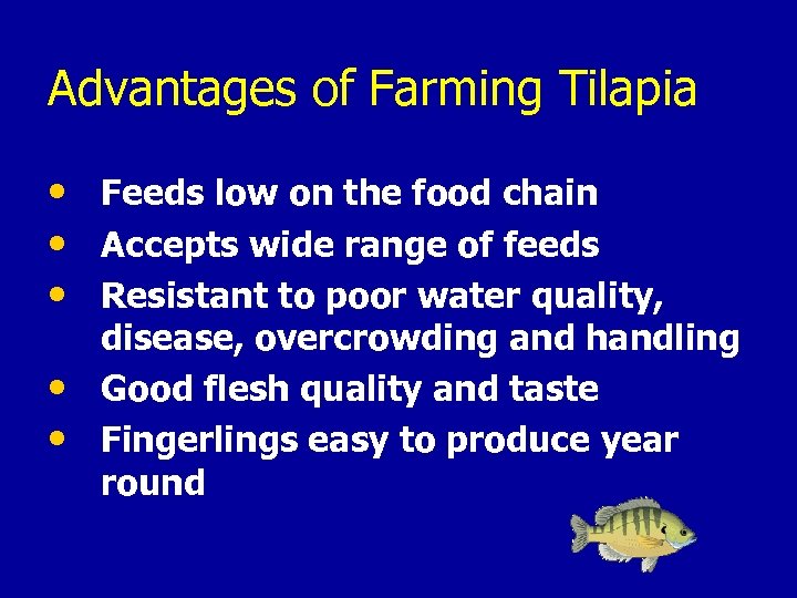 Advantages of Farming Tilapia • • • Feeds low on the food chain Accepts