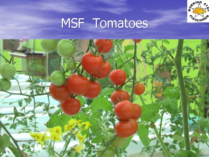 MSF Tomatoes 