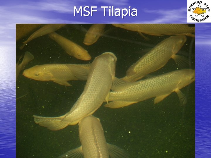 MSF Tilapia 